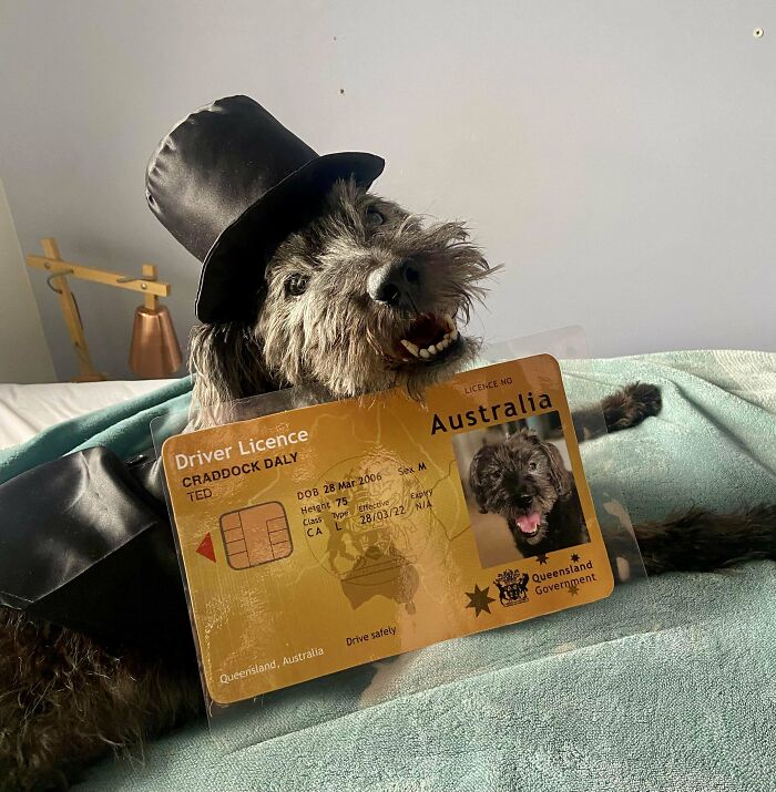 Spoiled pet dog wearing a top hat, playfully holding a mock Australian driver's license on a bed.
