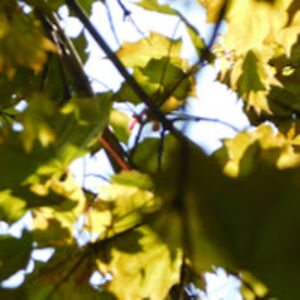 marcelclementssnyder avatar