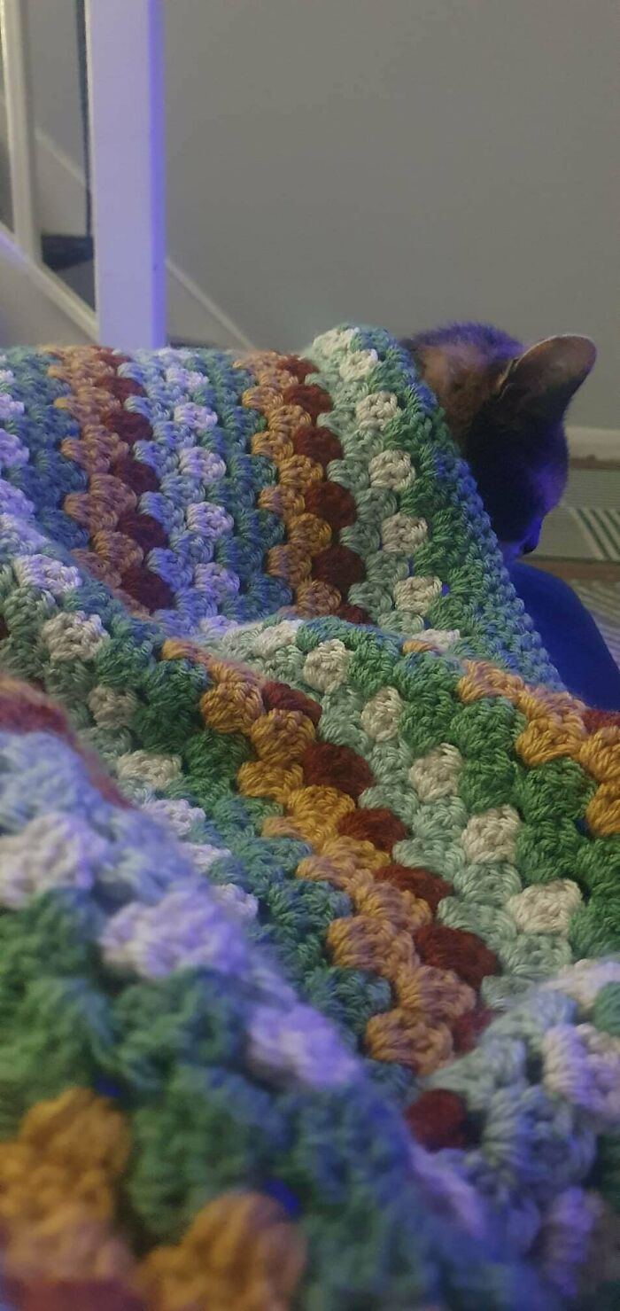 Cat cozy under a colorful striped crochet blanket showing proud crochet enthusiasts project details.