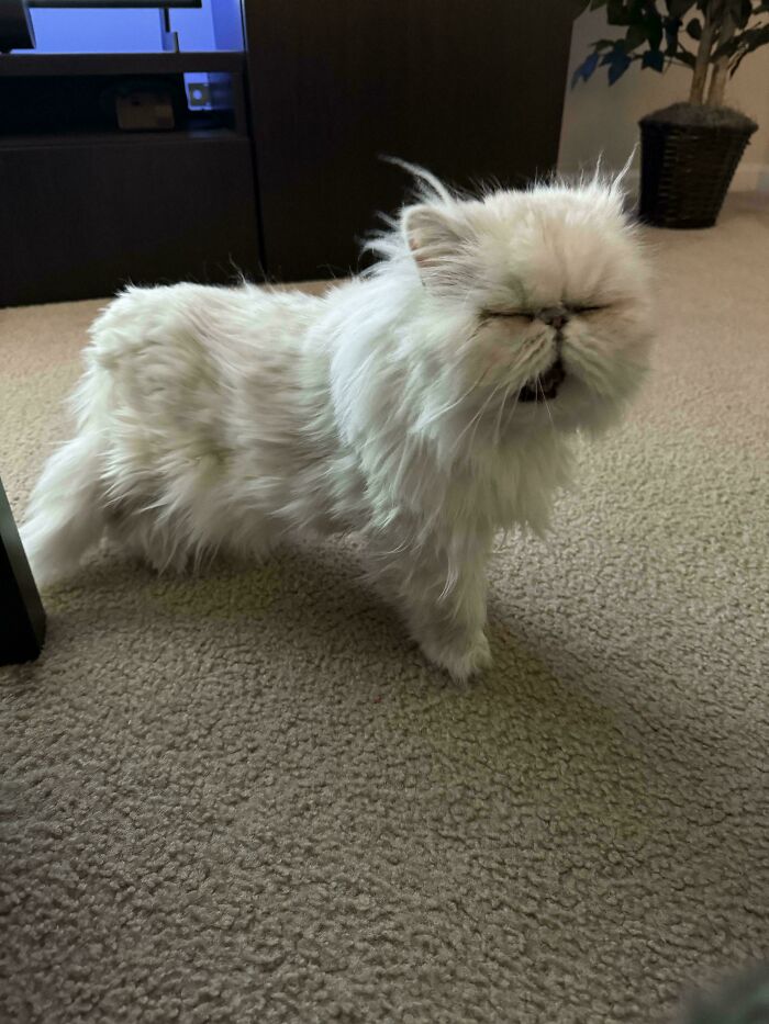 Fluffy white cat with closed eyes mid-meow standing on carpet in a living room, showcasing cats who couldn't keep their meows.