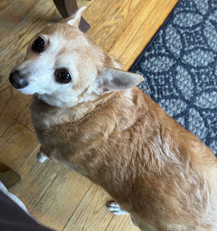 Cute dog looking upwards, showcasing its playful shenanigans on a wooden floor.