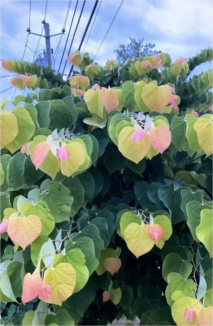 Planta extraña que he visto hoy. Sin filtros ni nada