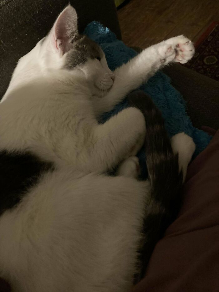 Sleeping adopted cat on a cozy blanket, showcasing a wholesome moment.