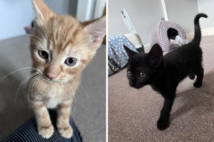 Adopted kittens in December, one ginger and one black, exploring their new home.