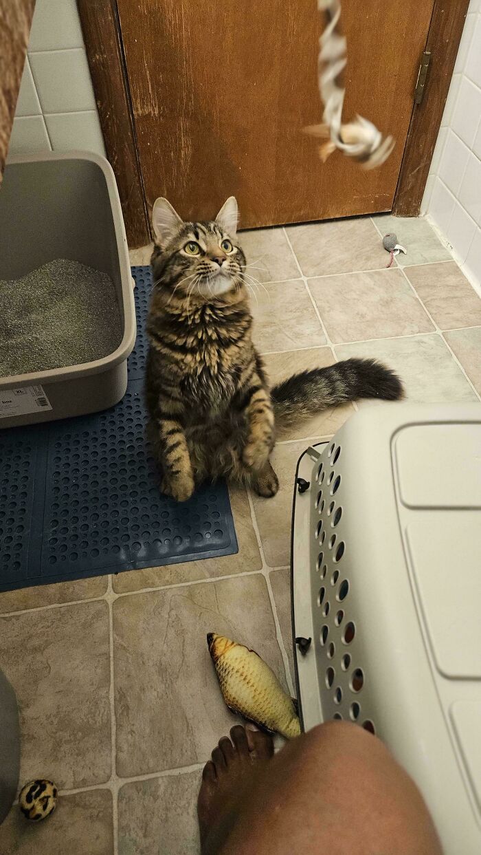 Adopted fluffy cat playing near a litter box and toy fish in a bathroom.