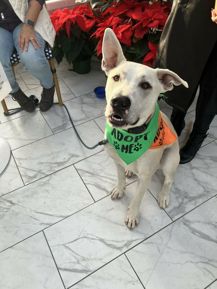 Dog wearing "Adopt Me" bandana at an adoption event, surrounded by poinsettias, waiting to find a loving home.