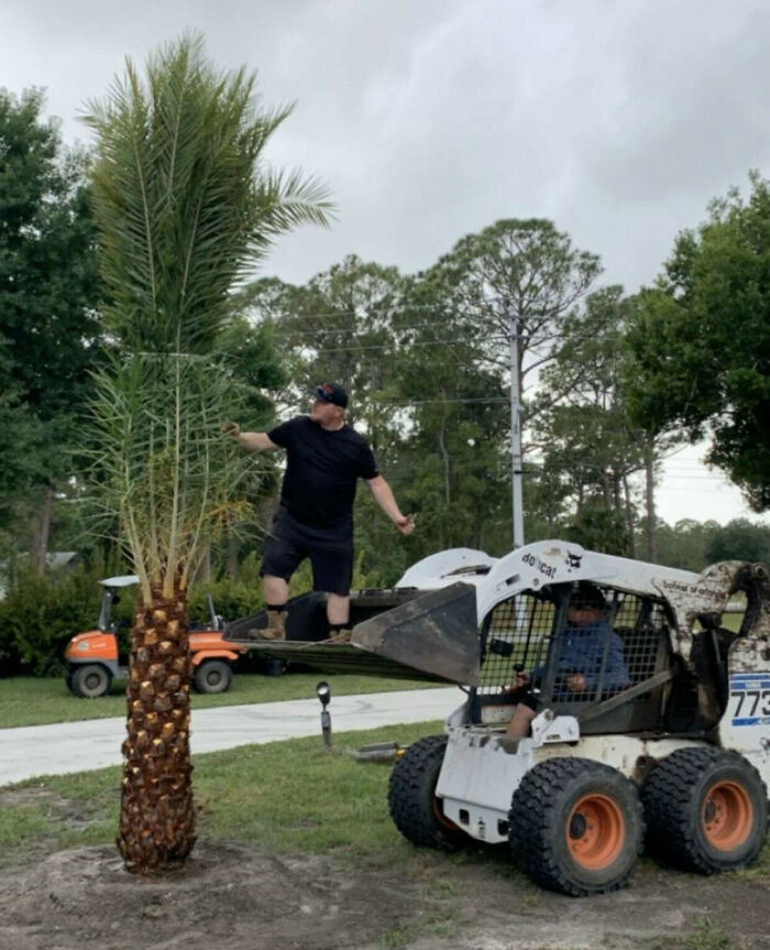 Safely Planting A Palm Tree