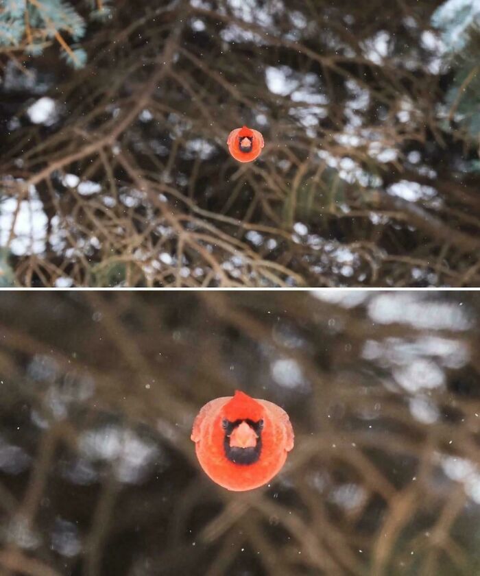 Red cardinal flying towards the camera, creating an interesting and fascinating visual effect in a snowy forest setting.