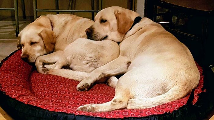 Labrador retrievers cuddling on a red bed, showcasing a heartwarming adoption moment.