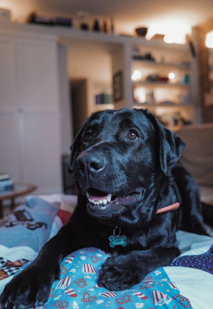 Black labrador lying on a colorful quilt, showcasing a wholesome adoption moment.
