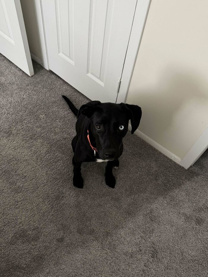 Black dog with a red collar sitting on a gray carpet, representing a wholesome adoption moment.