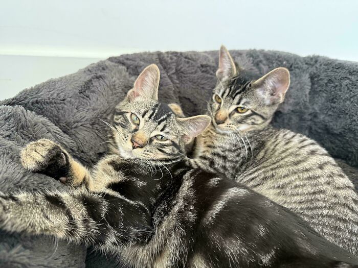 Two adopted tabby kittens snuggled together in a gray pet bed.