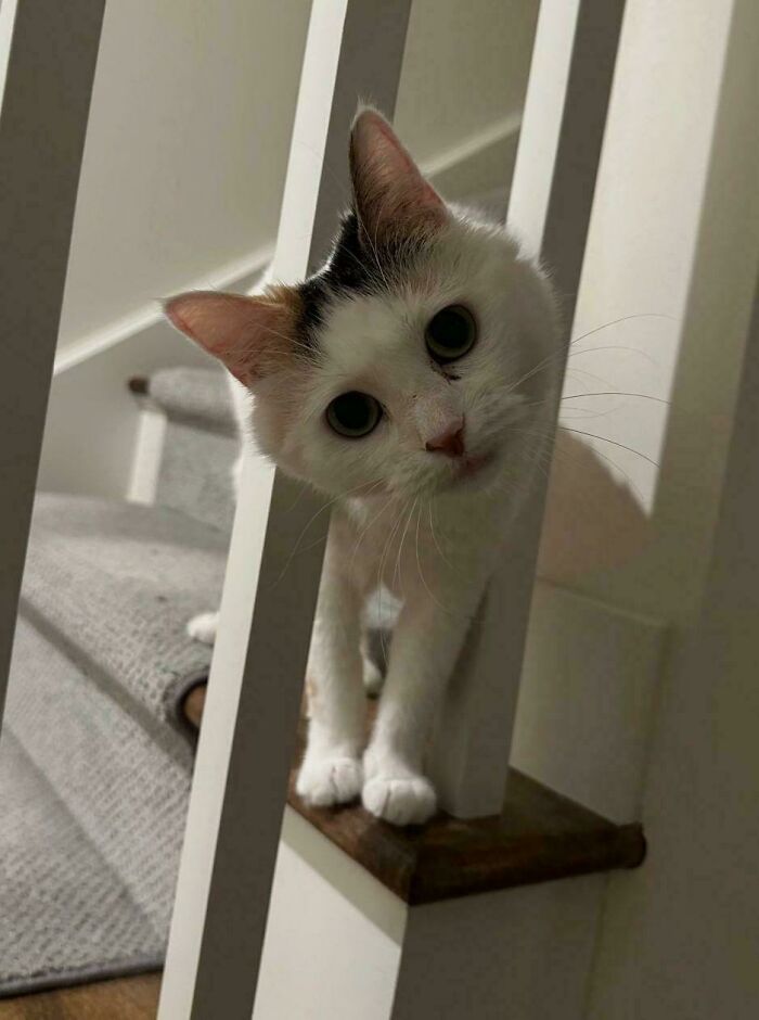 Adopted cat curiously peeking through stair railings, showcasing a wholesome adoption moment.