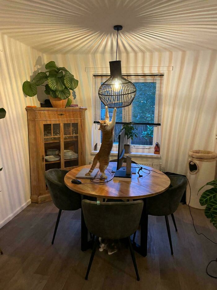 Orange cat playfully reaching for a ceiling lamp above a wooden table in a cozy room with plants.
