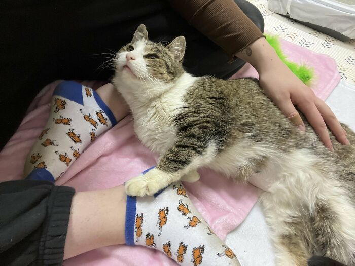 Adopted cat lounging on a blanket with a person's hand gently petting it.