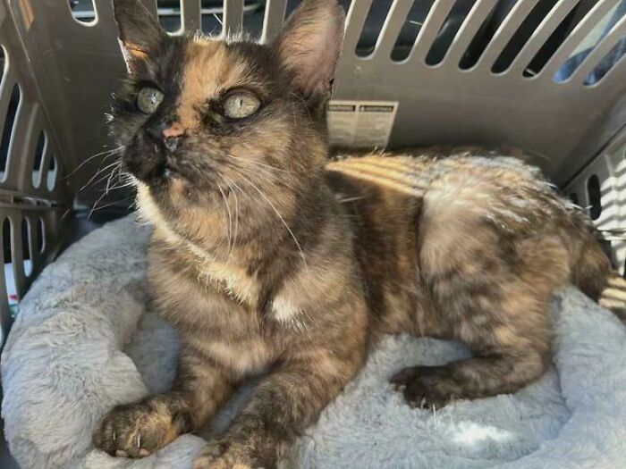 Adopted cat in a carrier, basking in sunlight, showcasing a heartwarming adoption moment from December.