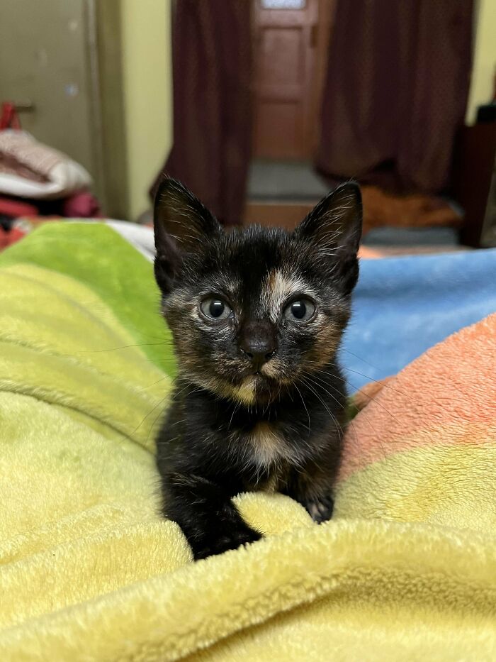 Adopted kitten nestled in colorful blankets, showcasing the joy of adoption.