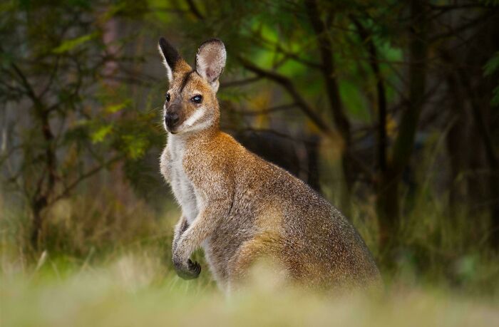 Australian wallaby standing alert in its natural habitat.