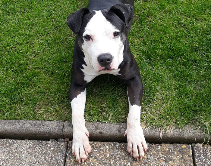 Rescued dog enjoying her new home, lying on grass with a curious look.