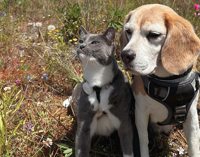 Dog and cat sitting together in a field, showcasing each other's traits with curious expressions. Dog and cat sitting together in a field, showcasing each other's traits with curious expressions.