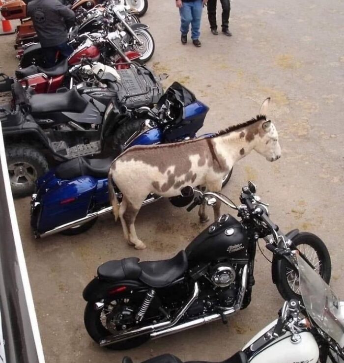 A donkey stands humorously among parked motorcycles, evoking album cover vibes.