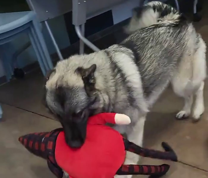 Dog choosing Christmas gift, holding a red plush toy in its mouth, indoors.