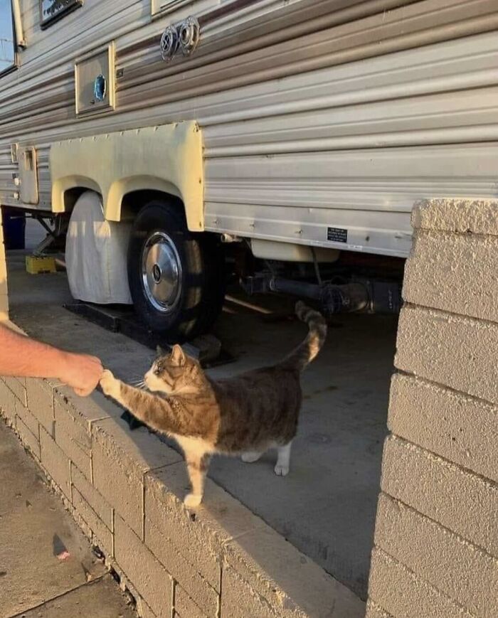 Cat reaching out to fist bump a human near a camper, resembling an album cover image.