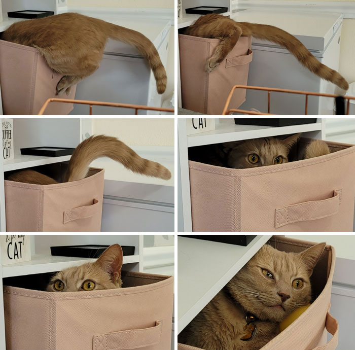 Cat humorously trapped in storage box, looking curious and playful.