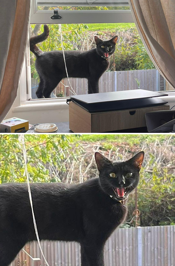 Black cat meowing dramatically on a windowsill, showcasing its personality.
