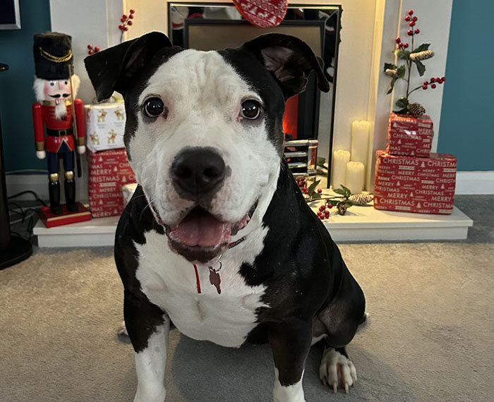 Rescued dog sitting happily by a festive Christmas fireplace in her new home.