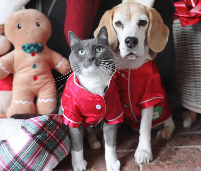 Dog and cat in matching red outfits, sitting together among holiday decorations. Dog and cat in matching red outfits, sitting together among holiday decorations.