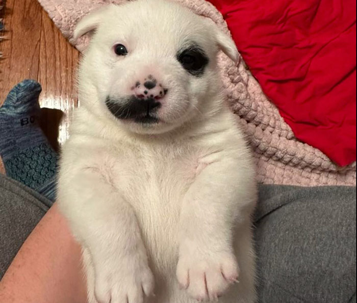 Adorably huge puppy with black spots lies on a cozy blanket, captivating hearts online. Adorably huge puppy with black spots lies on a cozy blanket, captivating hearts online.
