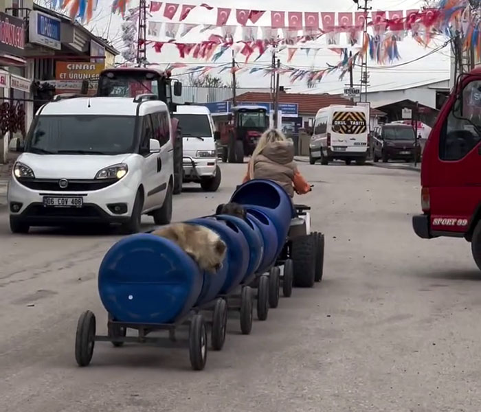 Woman driving a homemade dog train made of blue barrels on a busy street.