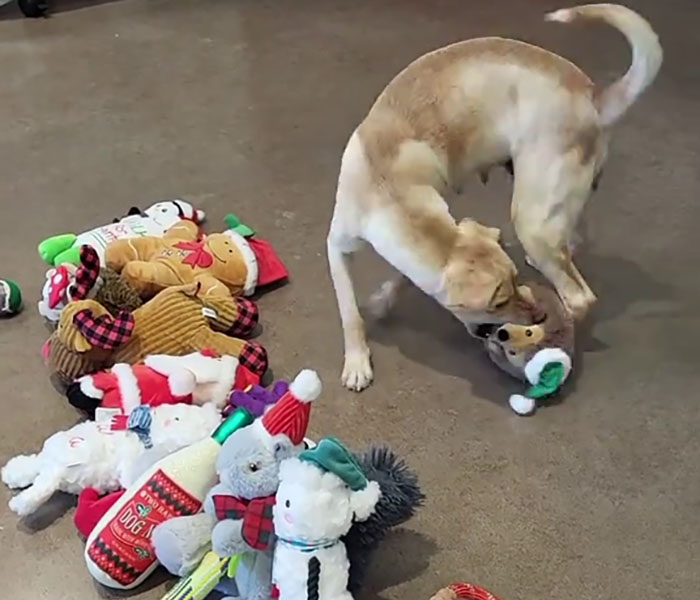 Dog choosing Christmas gifts from a pile of plush toys on the floor.