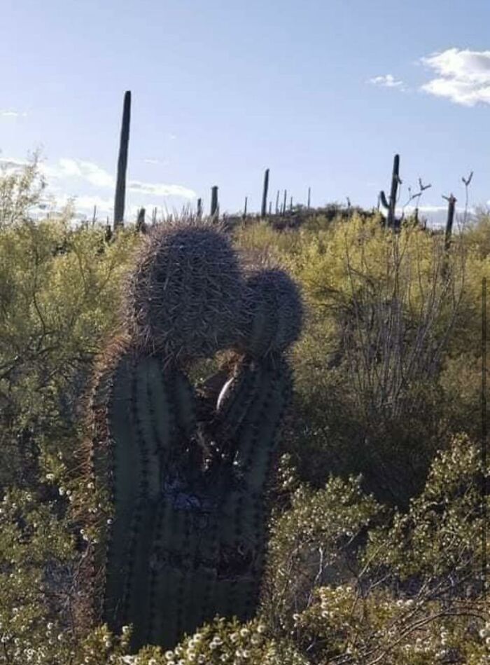 Images-Could-Be-Album-Covers