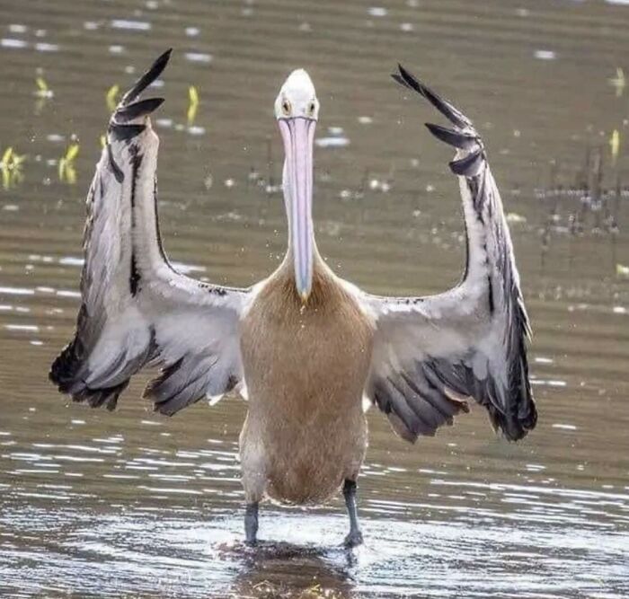 Pelican standing with wings spread in water, resembling a pose for unique album cover photography.