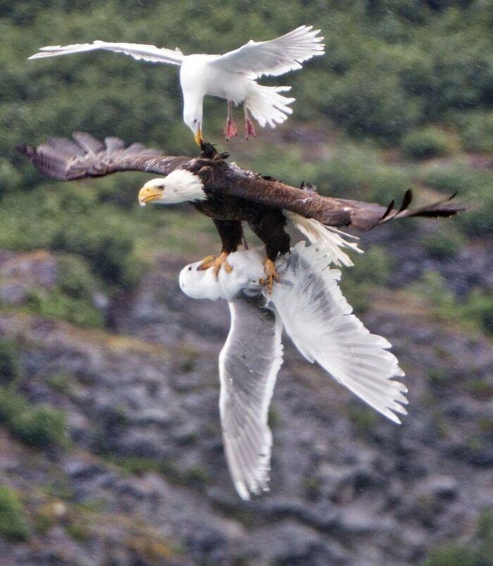 Three birds in mid-air forming a striking scene, resembling a surreal album cover concept.
