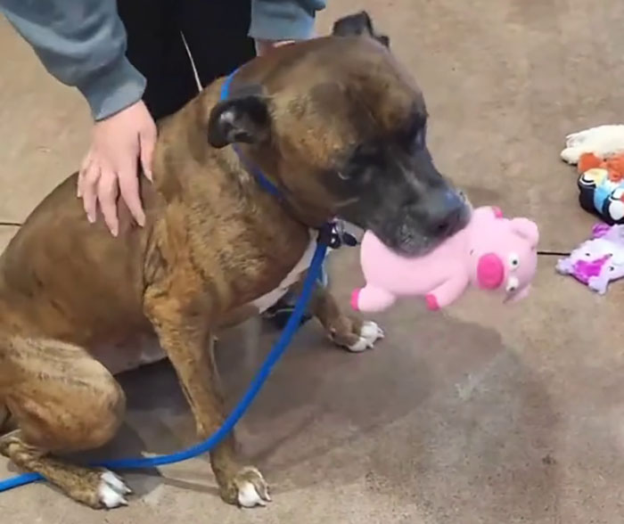 Dog choosing Christmas gift, holding a pink toy pig in its mouth, with a person nearby.