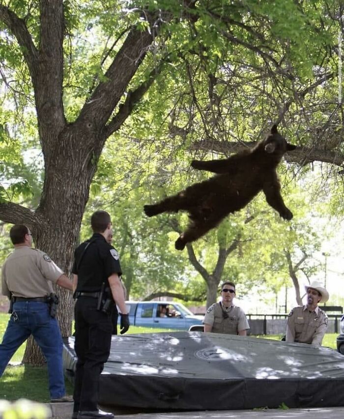 Bear falling into a trampoline surrounded by park rangers, could be an album cover for its surreal and weird vibe.