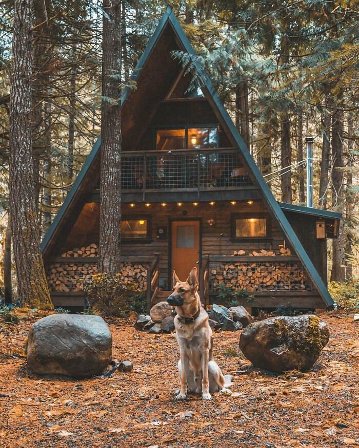 A-frame tiny home in the forest with a dog sitting in front.