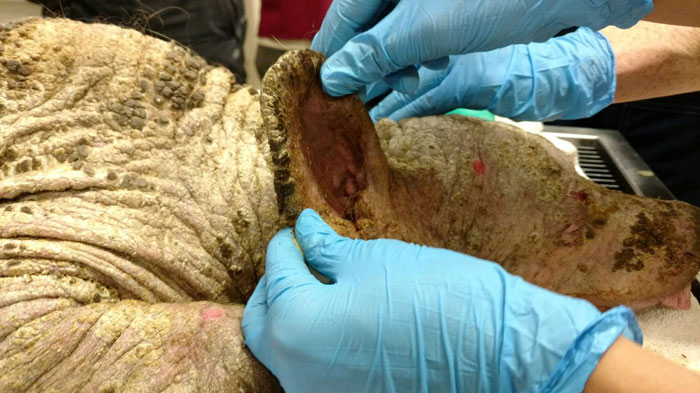 pavadinimas pavadinimas