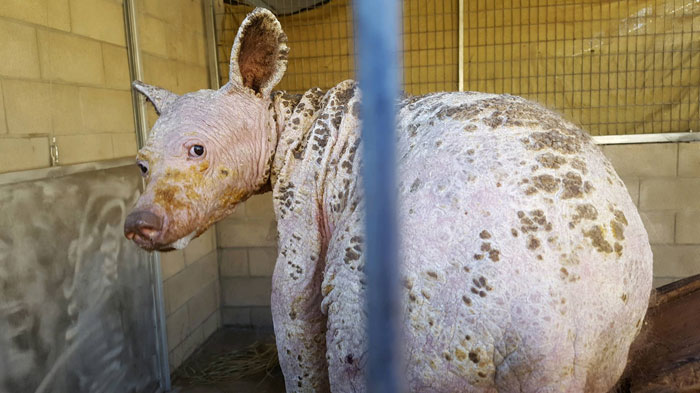 Eve The “Bare Bear” Makes Stunning Transformation Seven Years After Being Found In Dumpster Eve The “Bare Bear” Makes Stunning Transformation Seven Years After Being Found In Dumpster