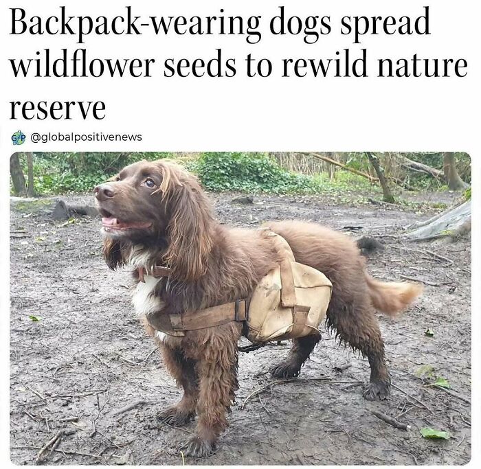 Wholesome-Kindness-Posts