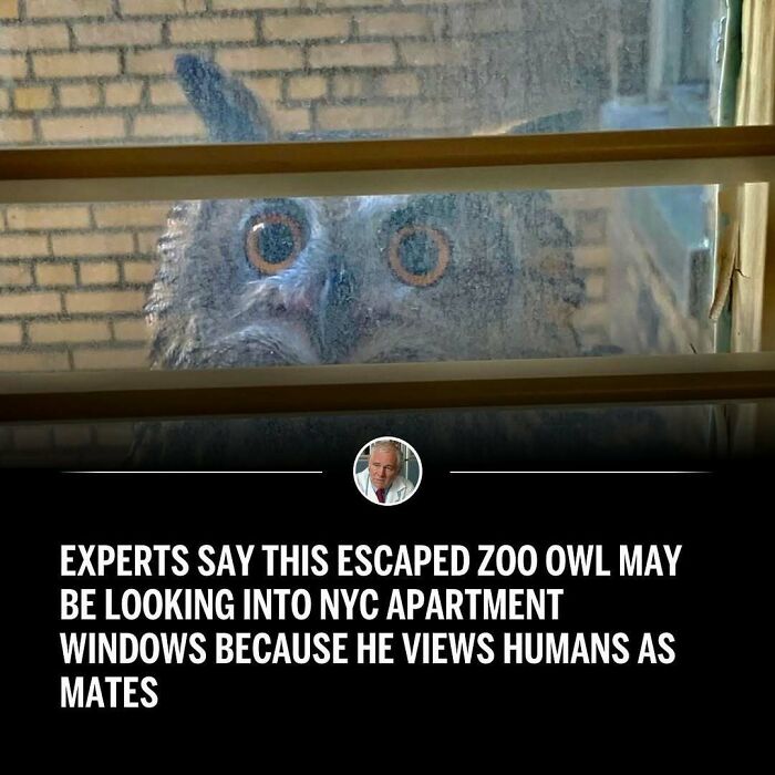 Owl peering through a window, creating a humorous meme moment.