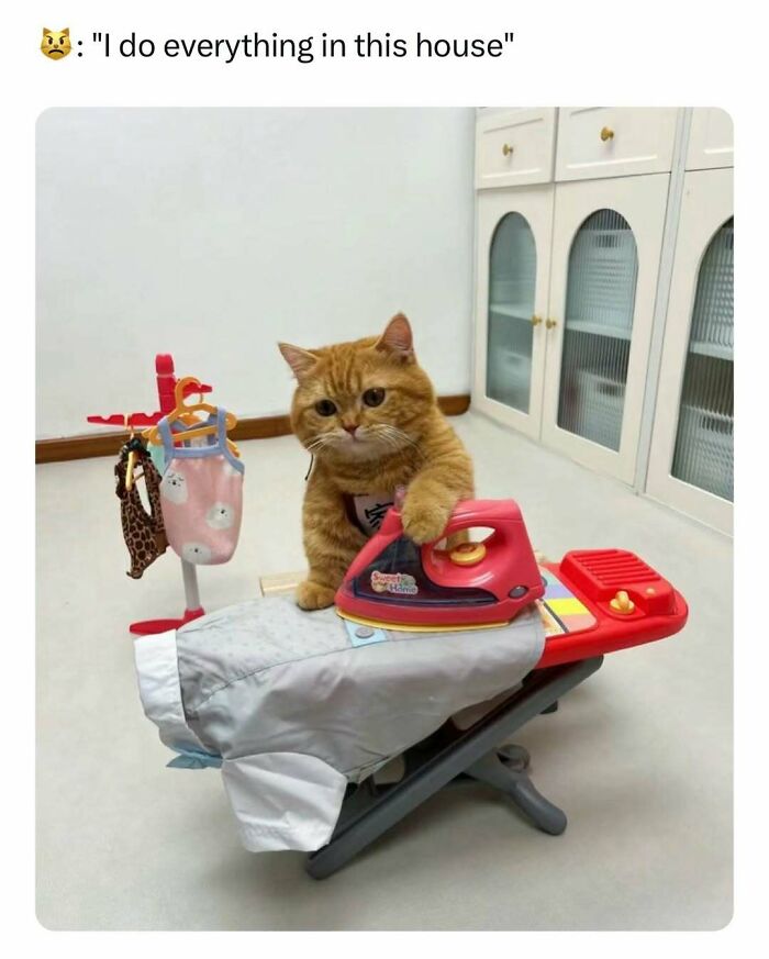 Cute cat pretending to iron clothes, creating a funny pet meme.