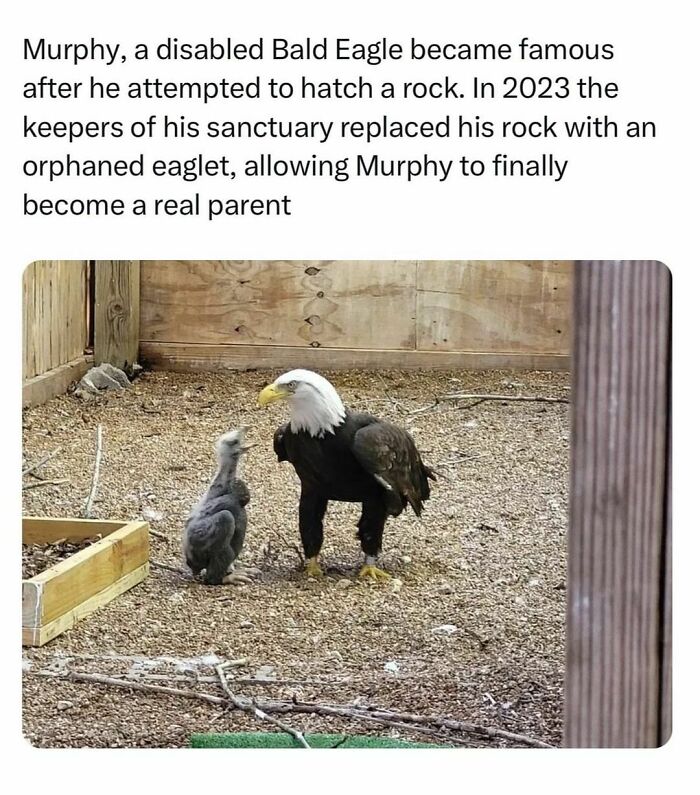 Wholesome-Kindness-Posts