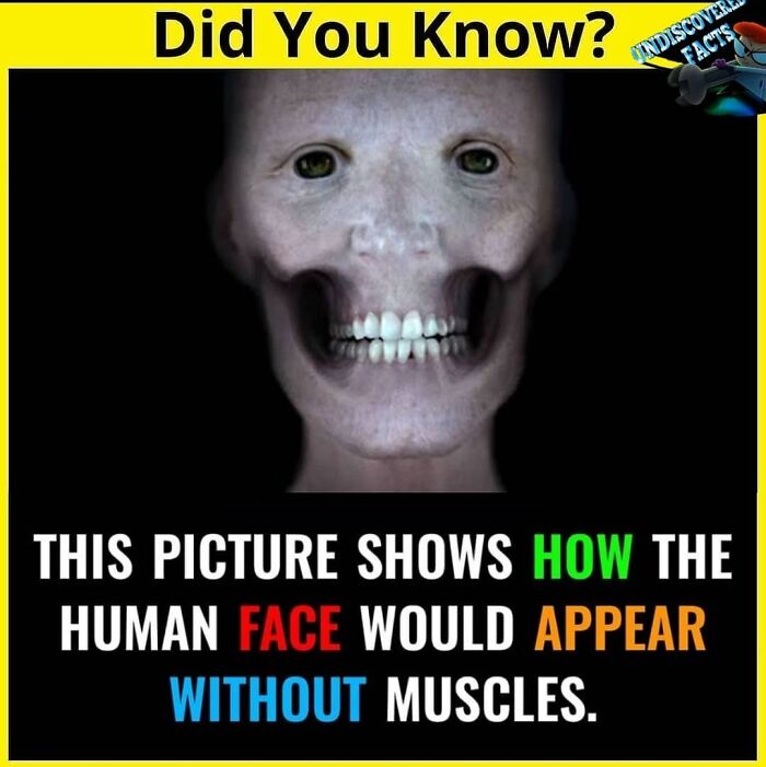 Image showing a human face without muscles, illustrating an undiscovered fact about facial structure.