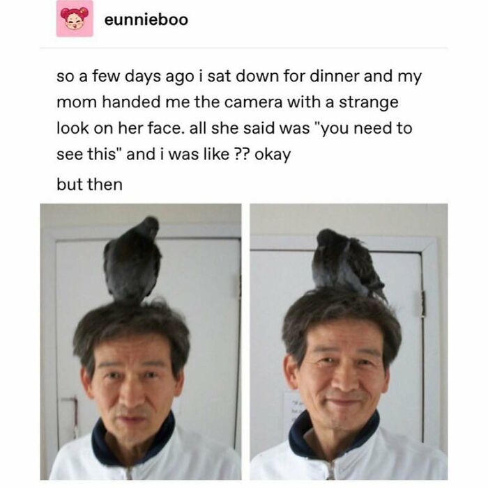 Man with a pigeon on his head, looking surprised and amused. Memes capture unexpected and funny moments in culture.