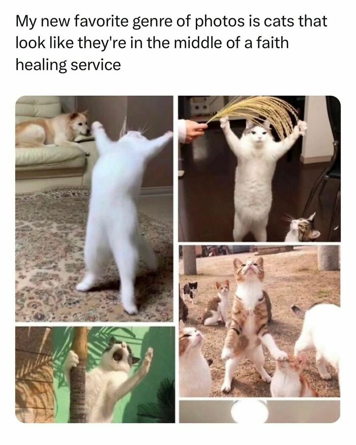 Cats in funny poses resembling a faith healing session, part of a collection of funny pet memes.