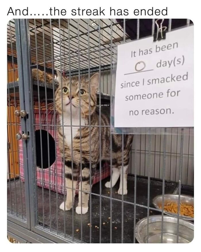 Cat in a cage with a sign saying zero days since it smacked someone. Funny pet meme featuring a guilty-looking cat.